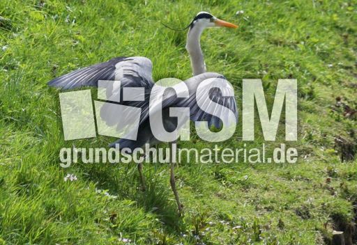 Graureiher-A 193.jpg